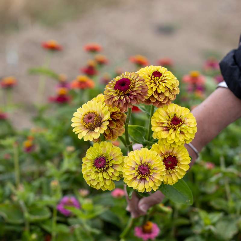 Zinnia 'Queen Lime Blush' (frø)